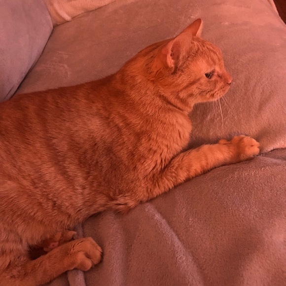 🌼🐣WELCOME🦋🌺 - Picture 8 of 16